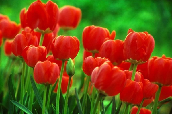 tulipas-para-decorar-casa